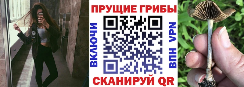 Галлюциногенные грибы мицелий omg зеркало мориарти какой сайт Вятские Поляны